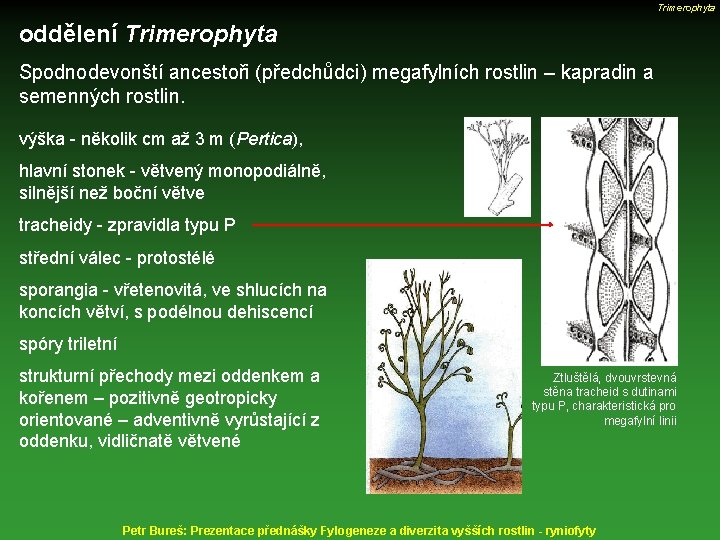 Trimerophyta oddělení Trimerophyta Spodnodevonští ancestoři (předchůdci) megafylních rostlin – kapradin a semenných rostlin. výška