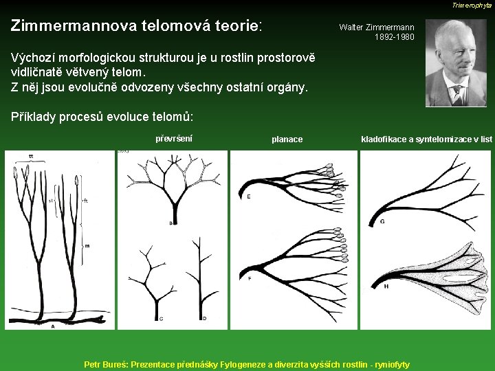 Trimerophyta Zimmermannova telomová teorie: Walter Zimmermann 1892 -1980 Výchozí morfologickou strukturou je u rostlin