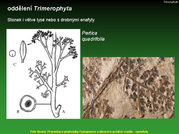 Trimerophyta oddělení Trimerophyta Stonek i větve lysé nebo s drobnými enafyly Pertica quadrifolia Petr
