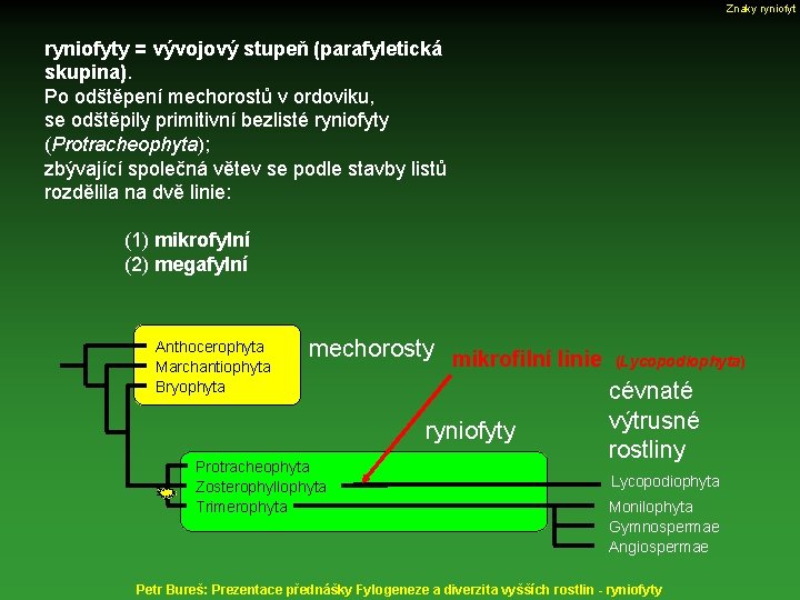 Znaky ryniofyty = vývojový stupeň (parafyletická skupina). Po odštěpení mechorostů v ordoviku, se odštěpily