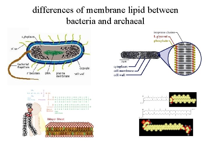 differences of membrane lipid between bacteria and archaeal 