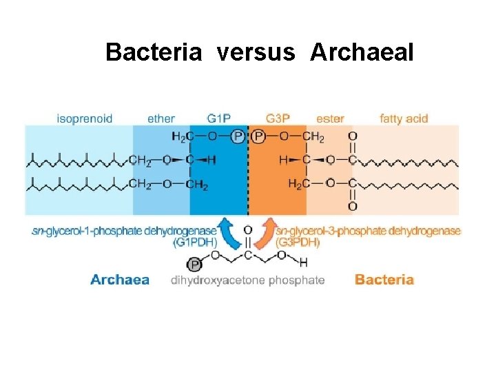 Bacteria versus Archaeal 