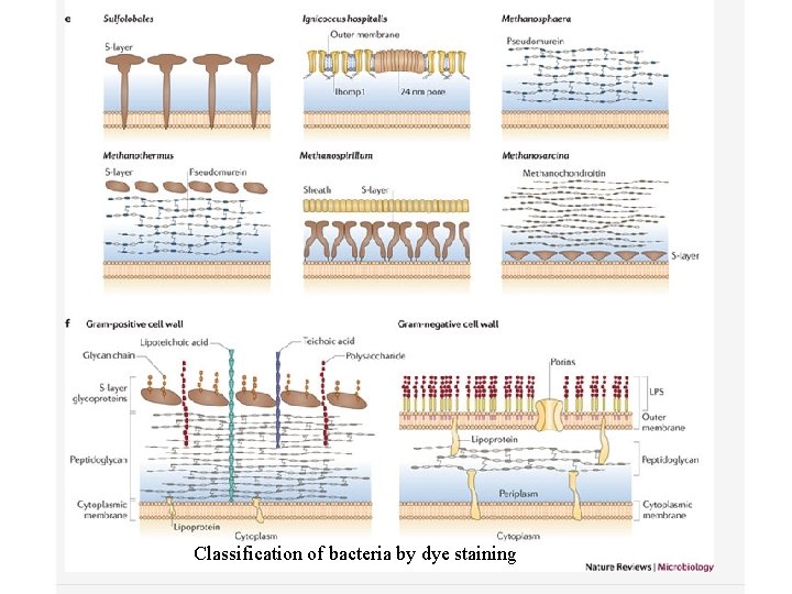 Classification of bacteria by dye staining 