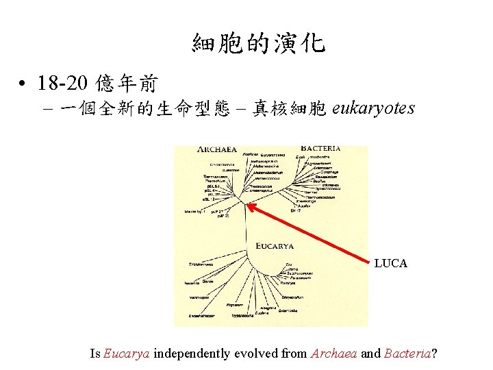 細胞的演化 • 18 -20 億年前 – 一個全新的生命型態 – 真核細胞 eukaryotes – 如何從環境中取得食物? LUCA Is