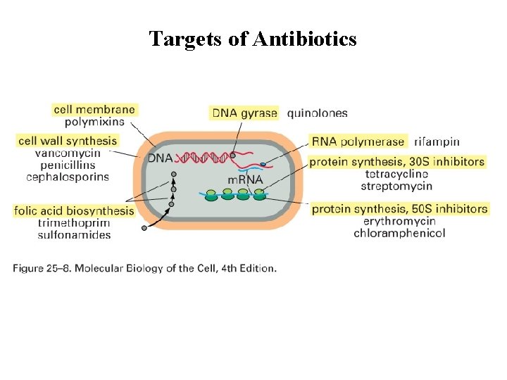 Targets of Antibiotics 