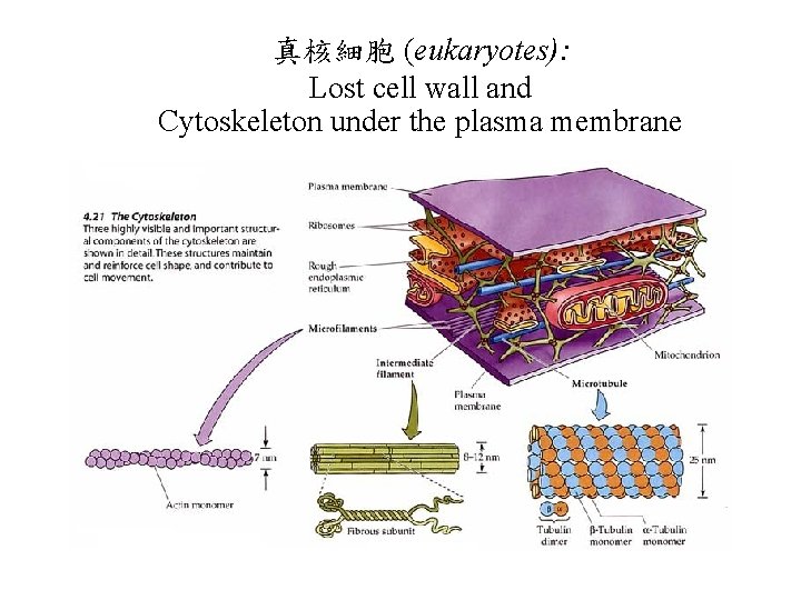 真核細胞 (eukaryotes): Lost cell wall and Cytoskeleton under the plasma membrane 