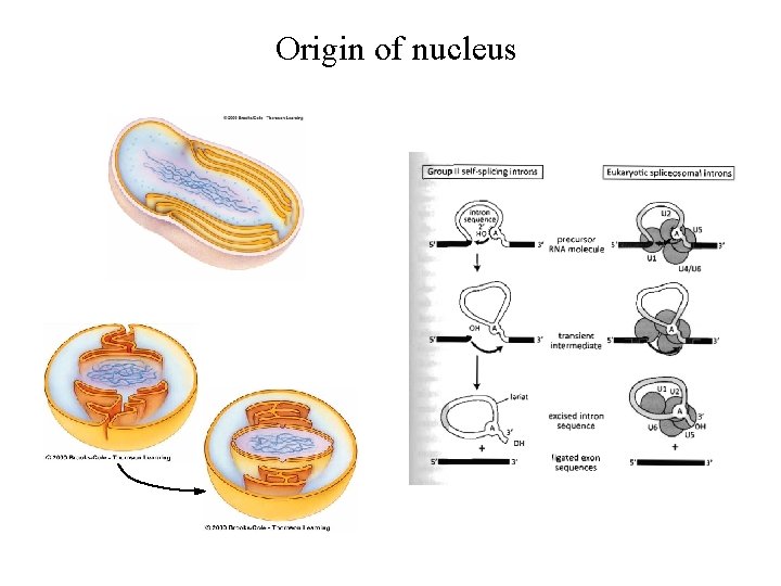 Origin of nucleus 
