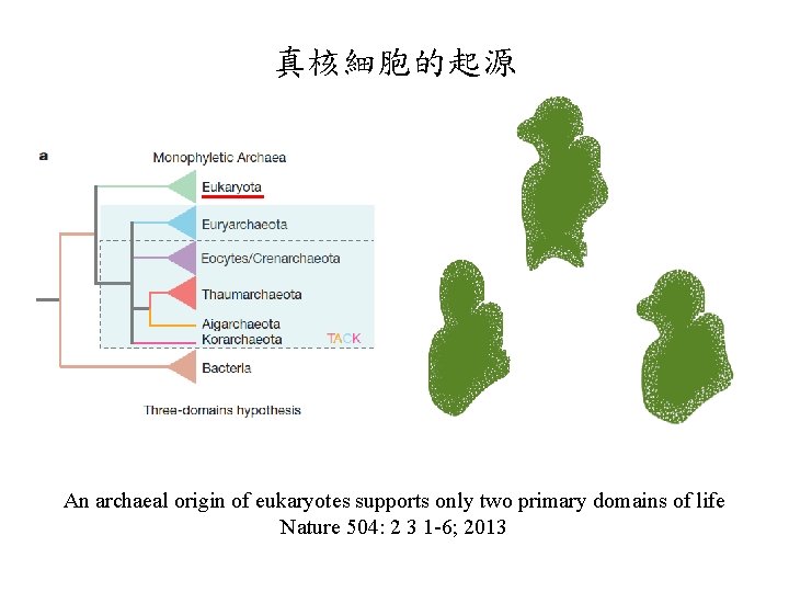 真核細胞的起源 An archaeal origin of eukaryotes supports only two primary domains of life Nature