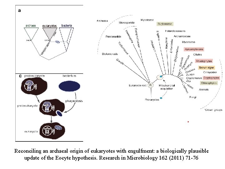 Reconciling an archaeal origin of eukaryotes with engulfment: a biologically plausible update of the