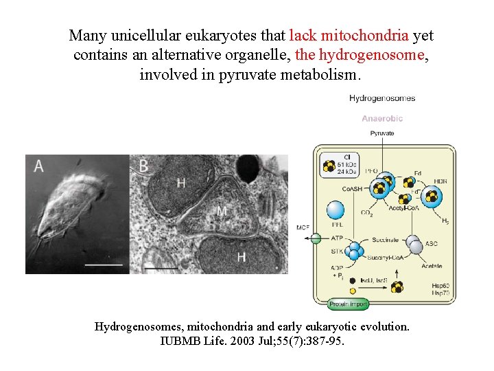 Many unicellular eukaryotes that lack mitochondria yet contains an alternative organelle, the hydrogenosome, involved