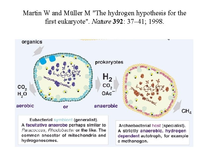 Martin W and Müller M "The hydrogen hypothesis for the first eukaryote". Nature 392: