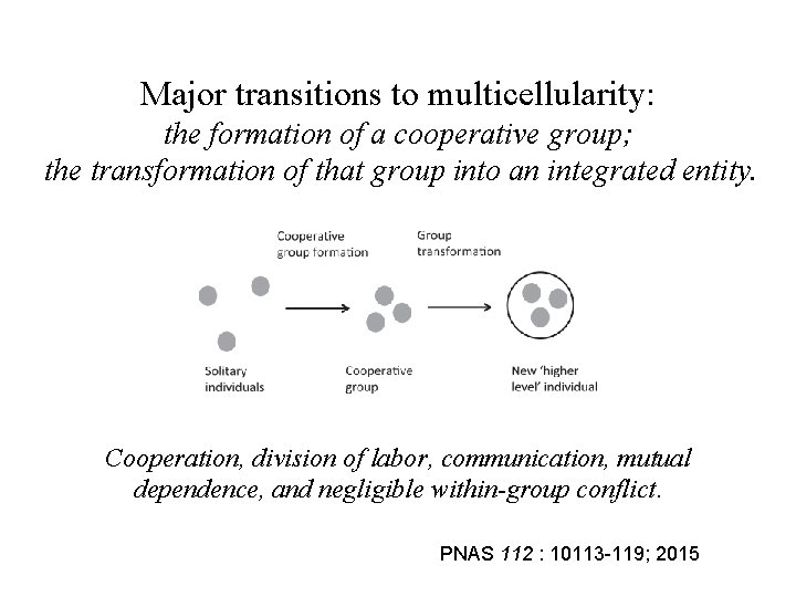 Major transitions to multicellularity: the formation of a cooperative group; the transformation of that