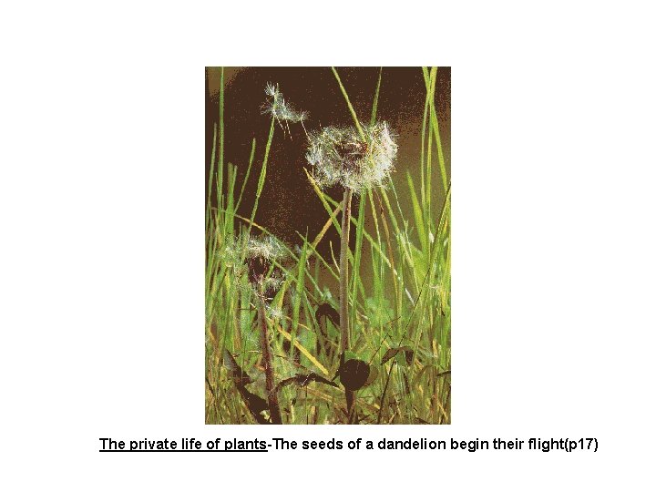 The private life of plants-The seeds of a dandelion begin their flight(p 17) 