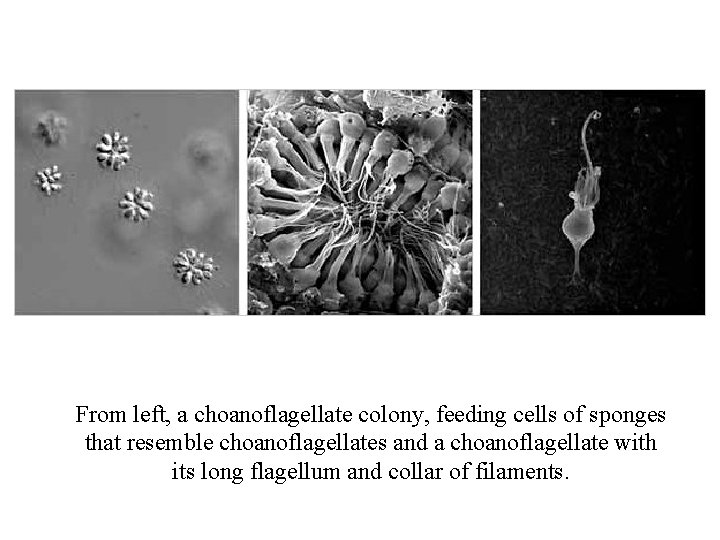 From left, a choanoflagellate colony, feeding cells of sponges that resemble choanoflagellates and a