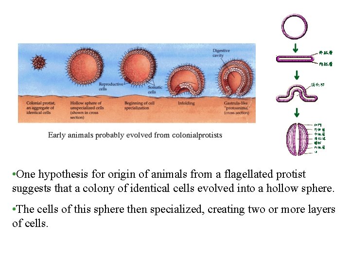  • One hypothesis for origin of animals from a flagellated protist suggests that