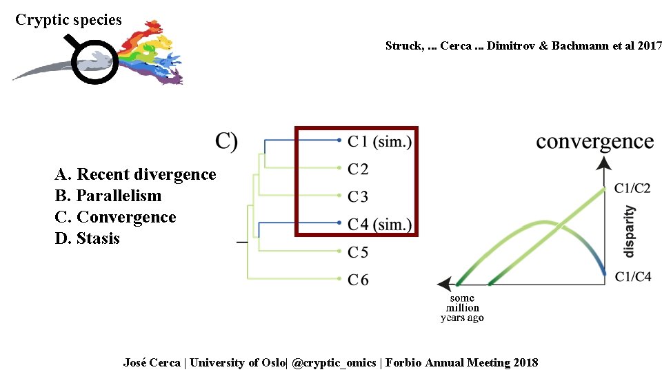 Cryptic species Struck, . . . Cerca. . . Dimitrov & Bachmann et al