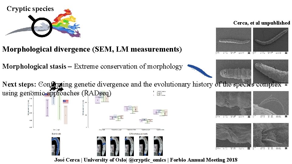 Cryptic species Cerca, et al unpublished Morphological divergence (SEM, LM measurements) Morphological stasis –