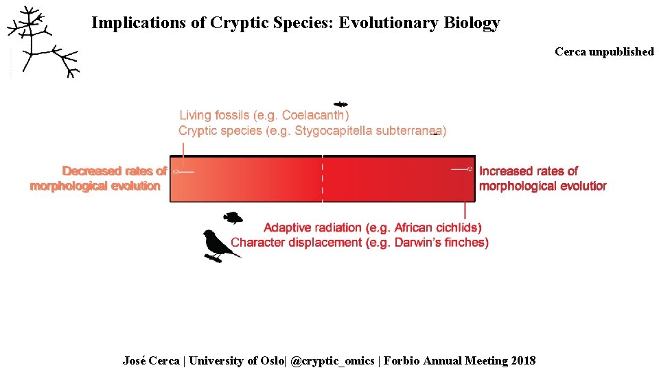 Implications of Cryptic Species: Evolutionary Biology Cerca unpublished José Cerca | University of Oslo|
