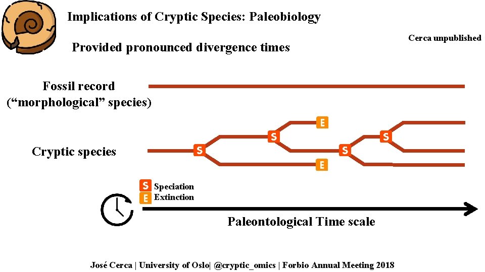 Implications of Cryptic Species: Paleobiology Provided pronounced divergence times Fossil record (“morphological” species) Cryptic