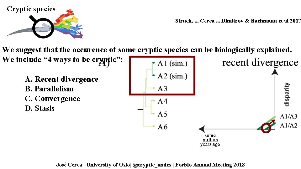 Cryptic species Struck, . . . Cerca. . . Dimitrov & Bachmann et al