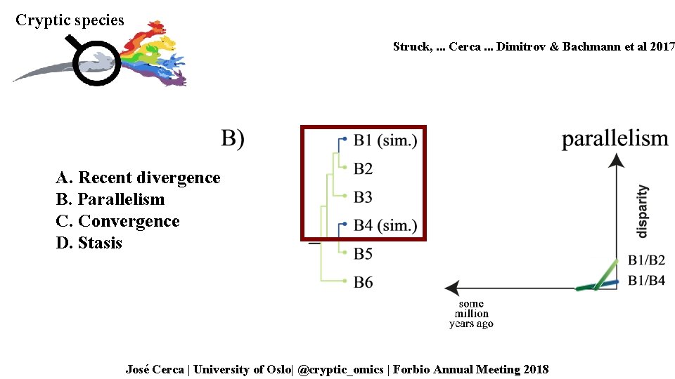 Cryptic species Struck, . . . Cerca. . . Dimitrov & Bachmann et al