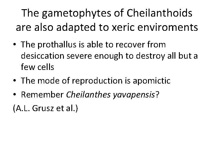 The gametophytes of Cheilanthoids are also adapted to xeric enviroments • The prothallus is