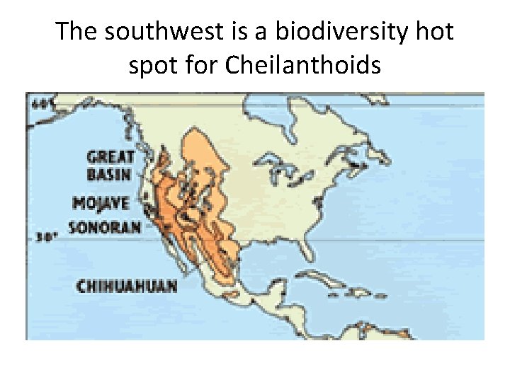 The southwest is a biodiversity hot spot for Cheilanthoids 