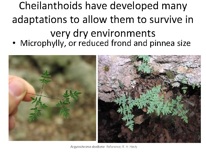 Cheilanthoids have developed many adaptations to allow them to survive in very dry environments