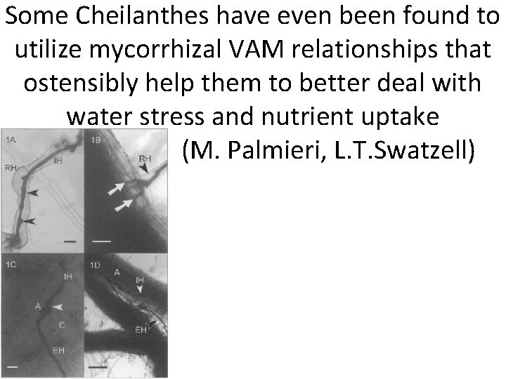 Some Cheilanthes have even been found to utilize mycorrhizal VAM relationships that ostensibly help
