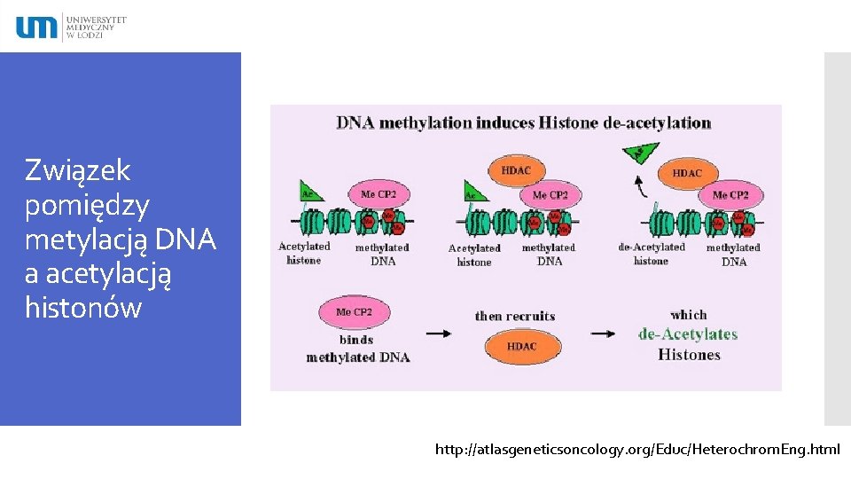 Związek pomiędzy metylacją DNA a acetylacją histonów http: //atlasgeneticsoncology. org/Educ/Heterochrom. Eng. html 