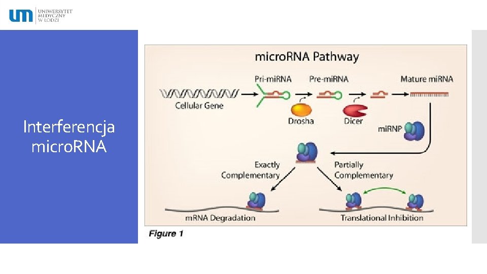 Interferencja micro. RNA 