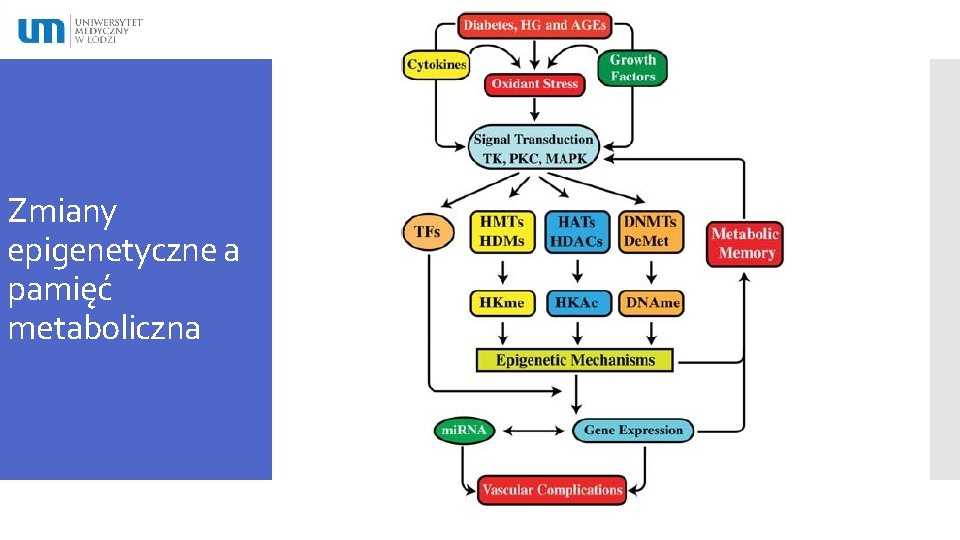 Zmiany epigenetyczne a pamięć metaboliczna 