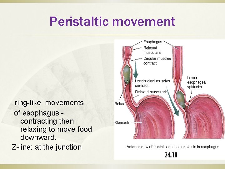 Peristaltic movement ring-like movements of esophagus - contracting then relaxing to move food downward.
