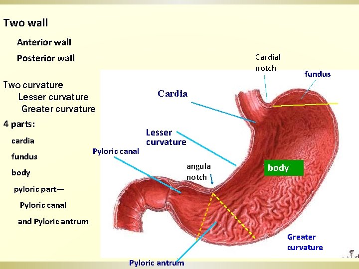 Two wall Anterior wall Cardial notch Posterior wall Two curvature Lesser curvature Greater curvature
