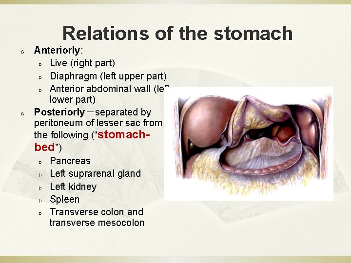 Relations of the stomach ß ß Anteriorly: Þ Live (right part) Þ Diaphragm (left