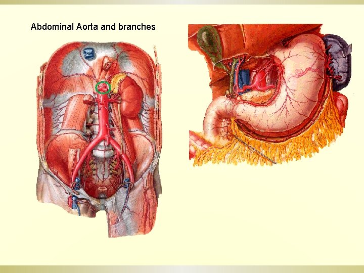 Abdominal Aorta and branches 
