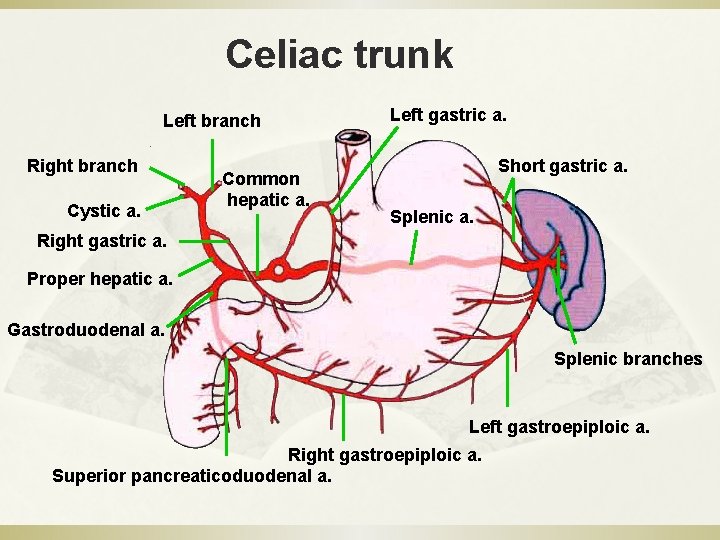 Celiac trunk Left branch Right branch Cystic a. Common hepatic a. Left gastric a.