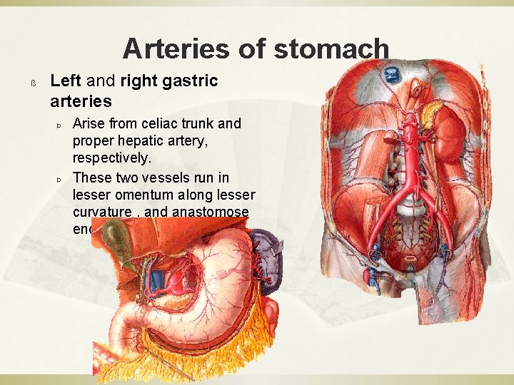 Arteries of stomach ß Left and right gastric arteries Þ Þ Arise from celiac