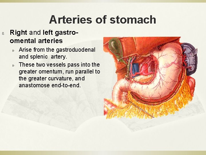 Arteries of stomach ß Right and left gastroomental arteries Þ Þ Arise from the