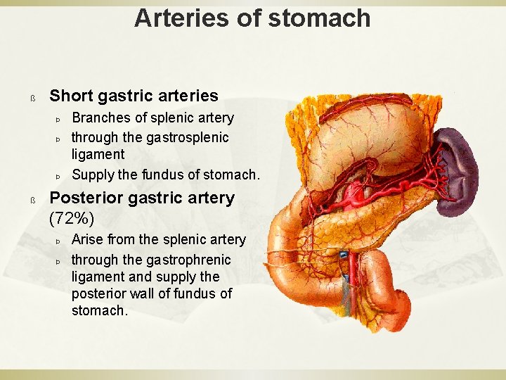 Arteries of stomach ß Short gastric arteries Þ Þ Þ ß Branches of splenic