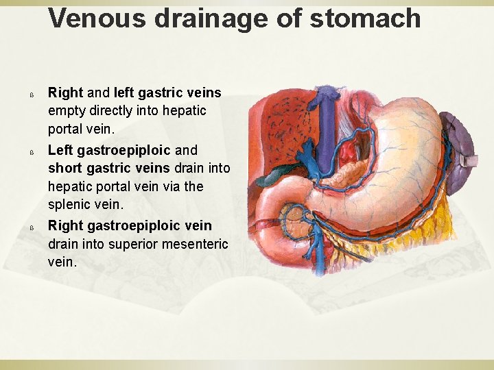Venous drainage of stomach ß ß ß Right and left gastric veins empty directly
