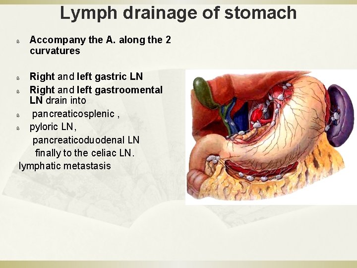 Lymph drainage of stomach ß Accompany the A. along the 2 curvatures Right and