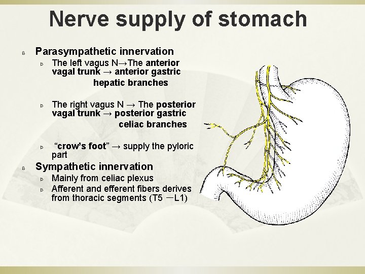 Nerve supply of stomach ß Parasympathetic innervation The left vagus N→The anterior vagal trunk