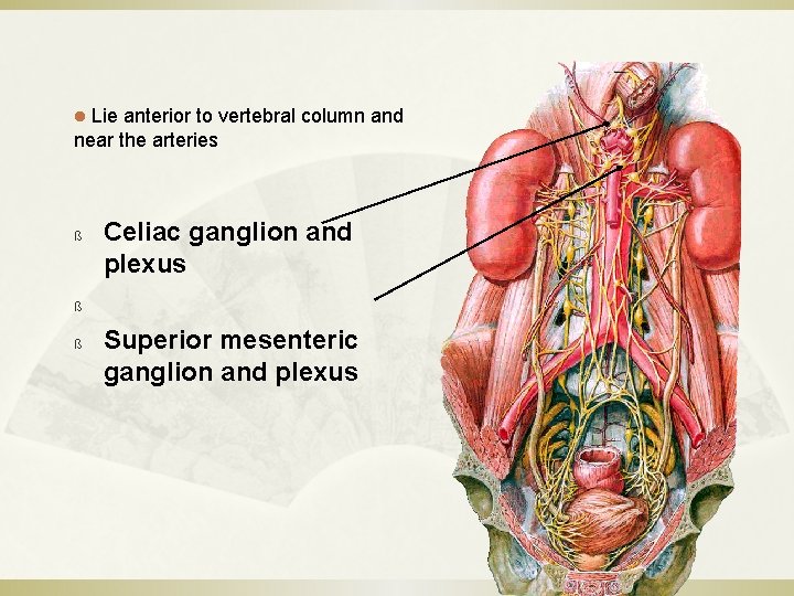 l Lie anterior to vertebral column and near the arteries ß ß ß Celiac