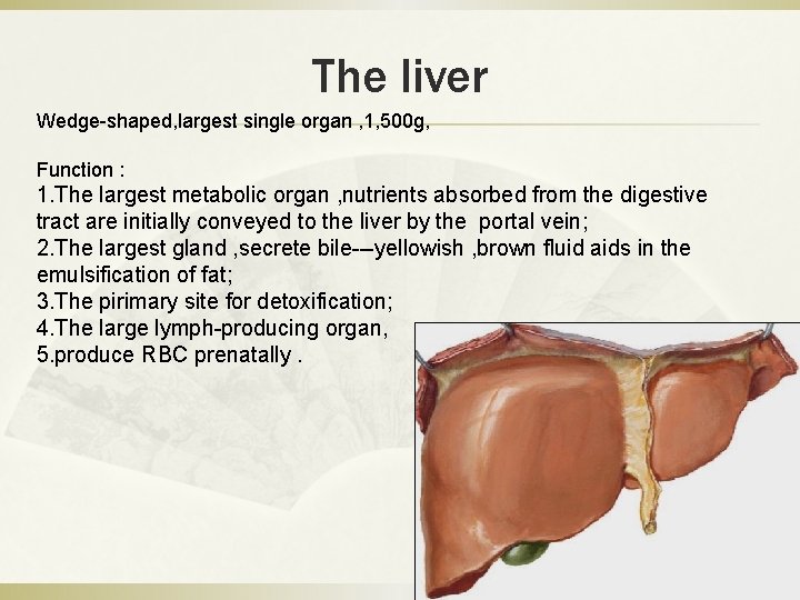 The liver Wedge-shaped, largest single organ , 1, 500 g, Function : 1. The