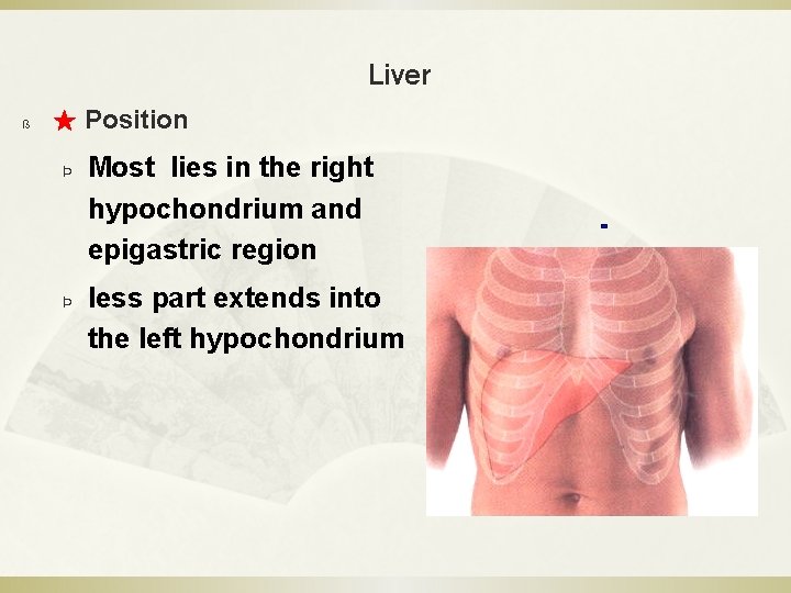 Liver ß ★ Position Þ Þ Most lies in the right hypochondrium and epigastric