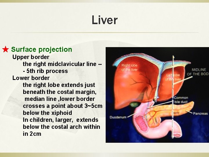 Liver ★ Surface projection Upper border the right midclavicular line -- 5 th rib
