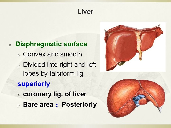 Liver ß Diaphragmatic surface Þ Þ Convex and smooth Divided into right and left