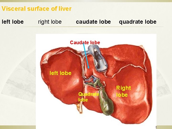  Visceral surface of liver left lobe right lobe caudate lobe quadrate lobe Caudate