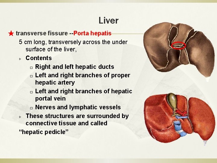Liver ★ transverse fissure --Porta hepatis 5 cm long, transversely across the under surface
